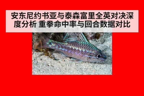 安东尼约书亚与泰森富里全英对决深度分析 重拳命中率与回合数据对比 | kaiyun